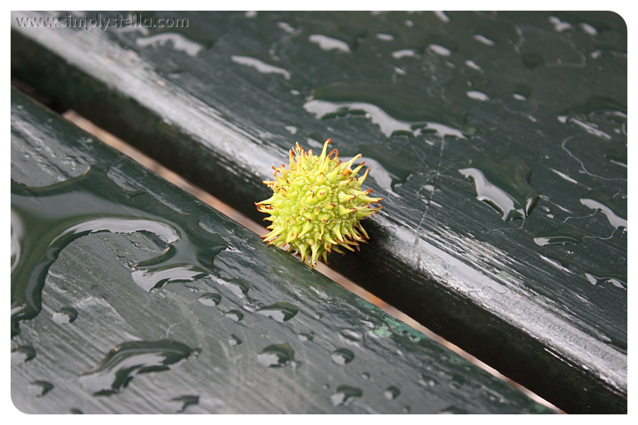 Rain Drops and Sun Shower